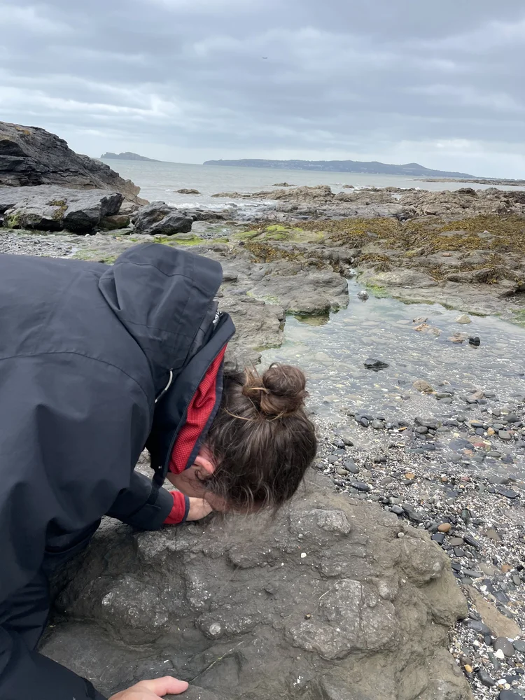 Science Week Fossil Walk – Dublin Coast / CmereTilITellYe