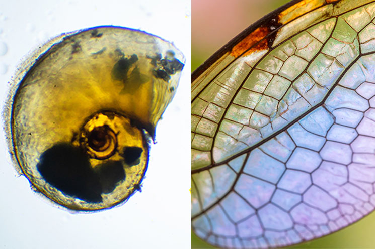 Microscopic Worlds A Photography Workshop with Tasneem Khan