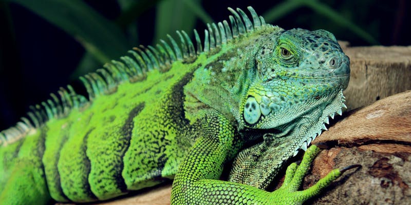 Science That Slithers With The Reptile Zoo