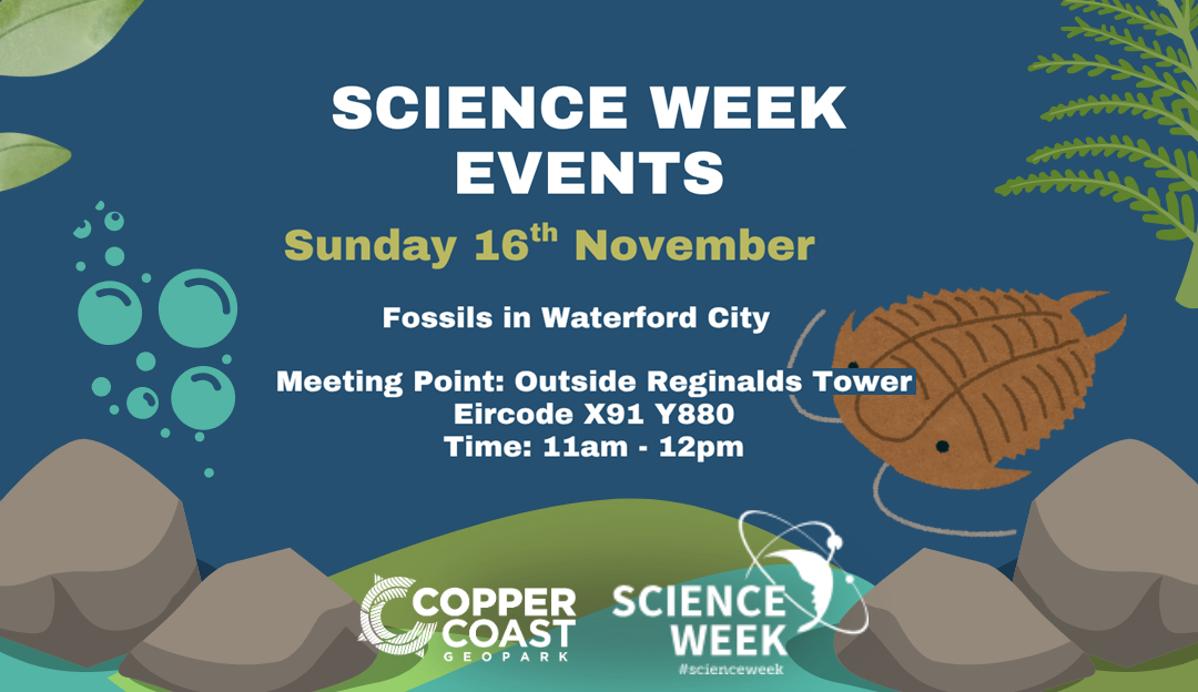 Fossils in Waterford City