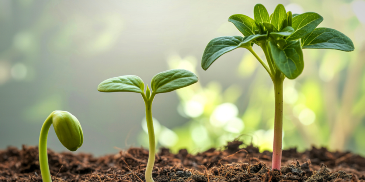 Plants: Then, Today and Tomorrow