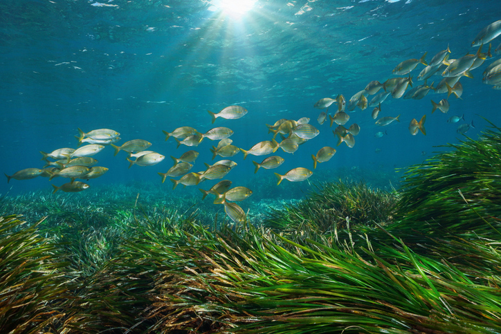 Sea with School of fish above seagrass