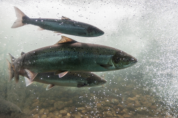 Salmon swimming against river current.