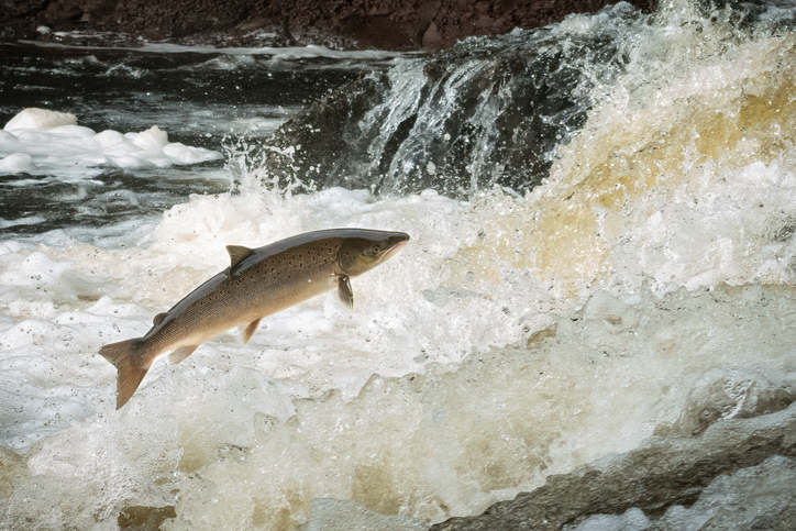 Salmon jumping out of water in a river