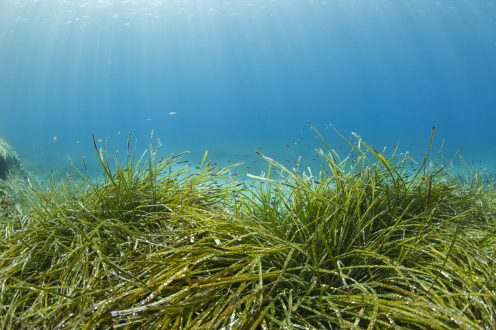 Sea Grass