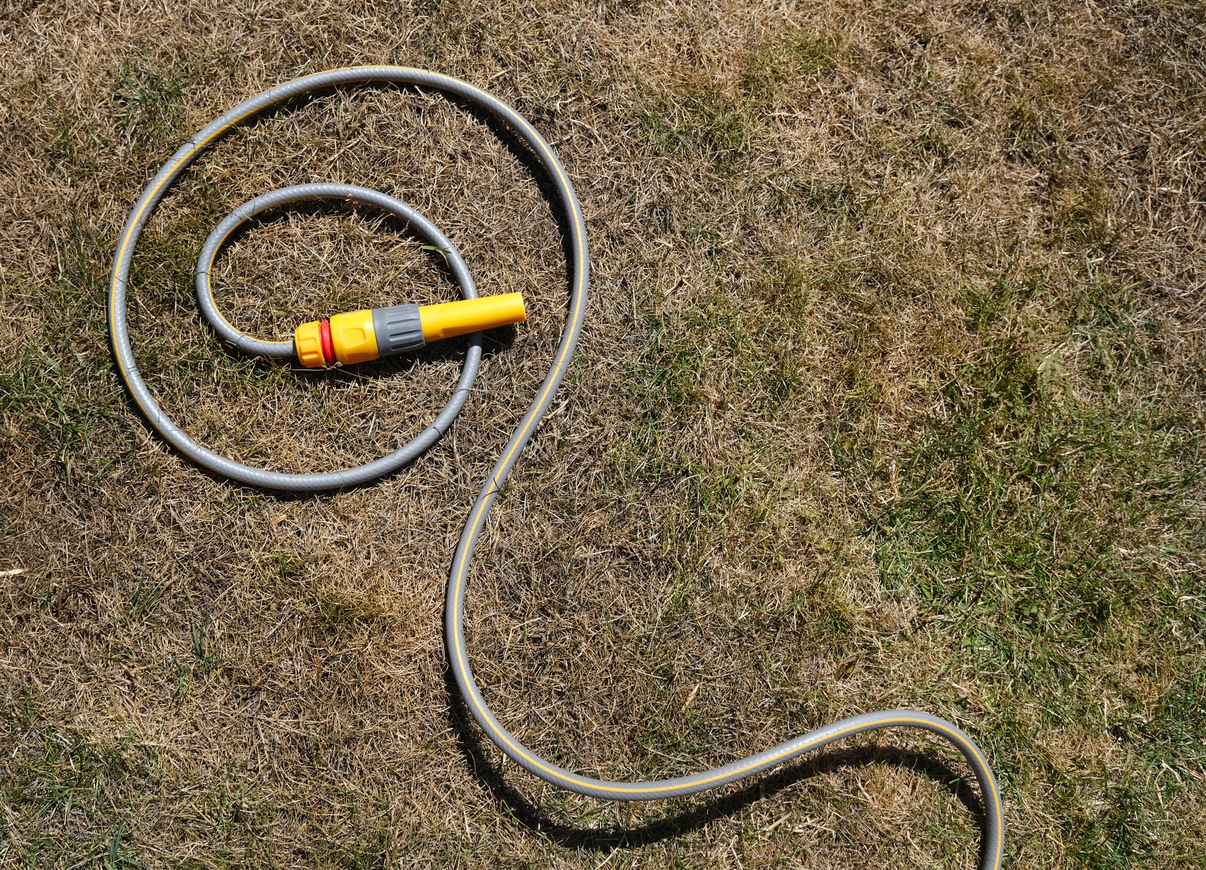 Dry parched grass with curled hosepipe.. Illustrates drought, heatwave and hosepipe ban.